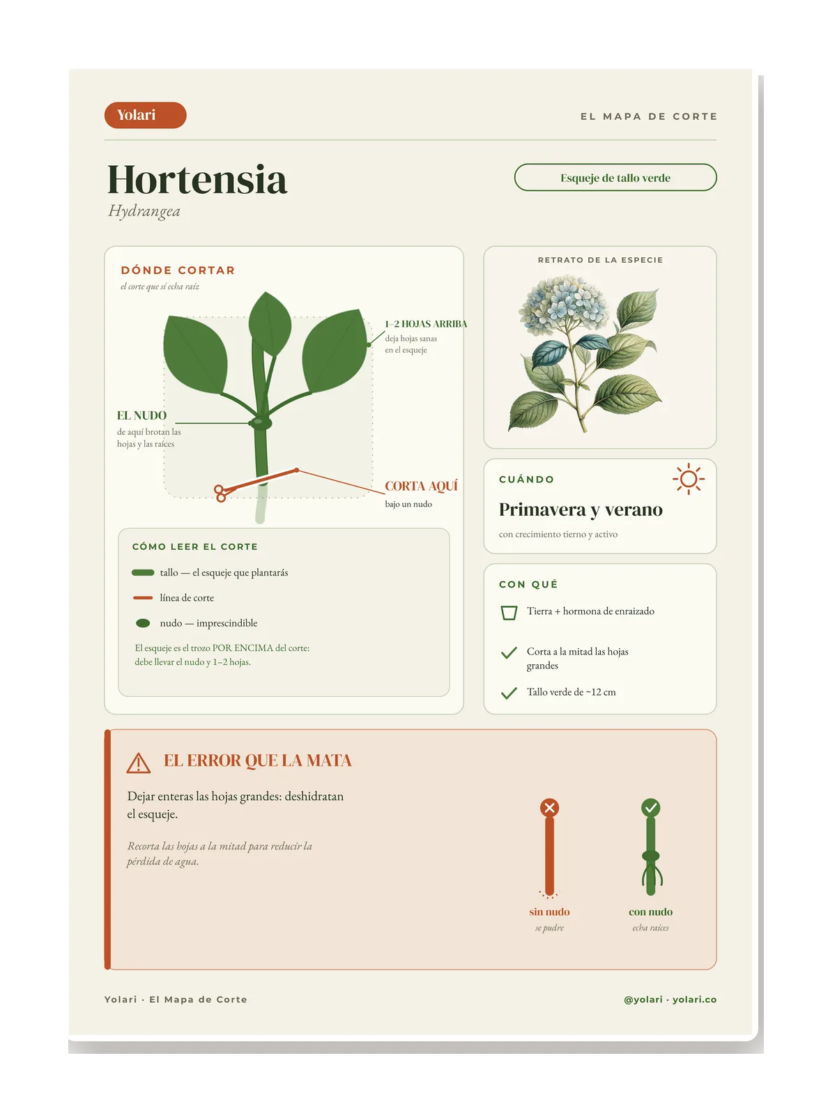 Mockup grande de UNA ficha completa del Mapa de Corte, para juzgar la calidad real.