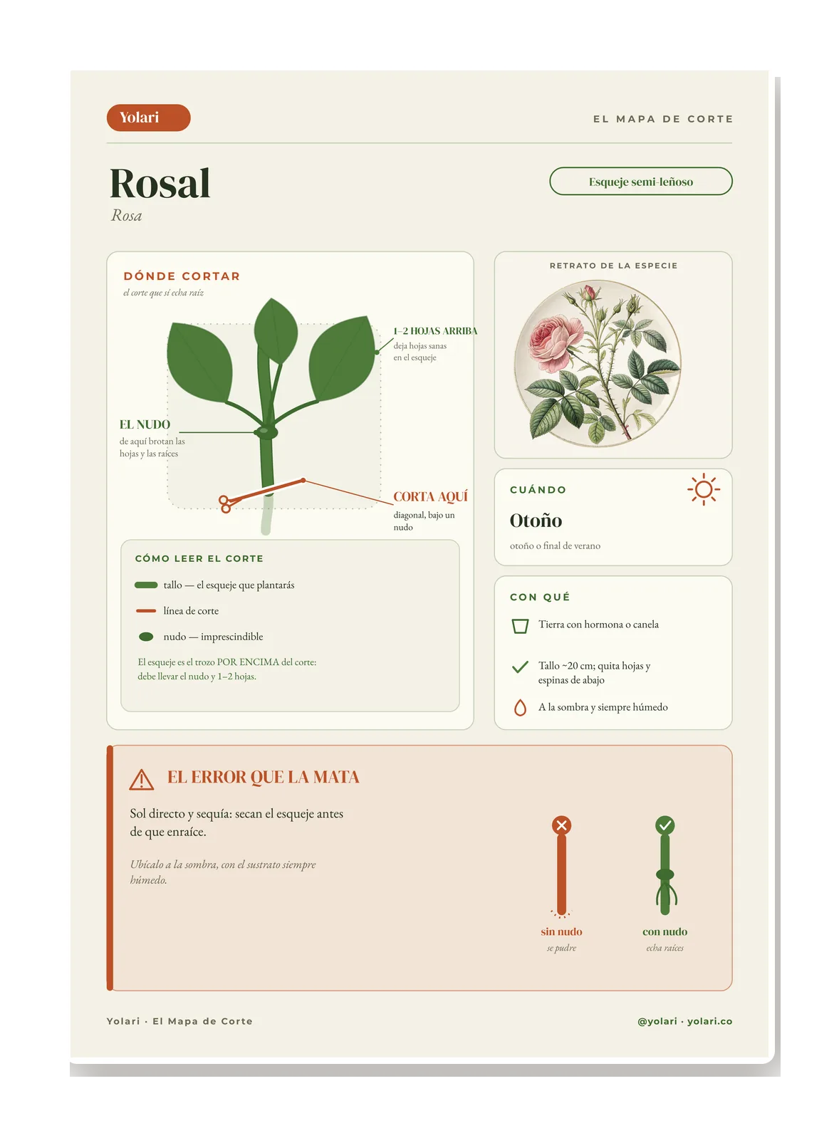 Ficha del rosal con el diagrama y el punto de corte marcado en naranja bajo el nudo.
