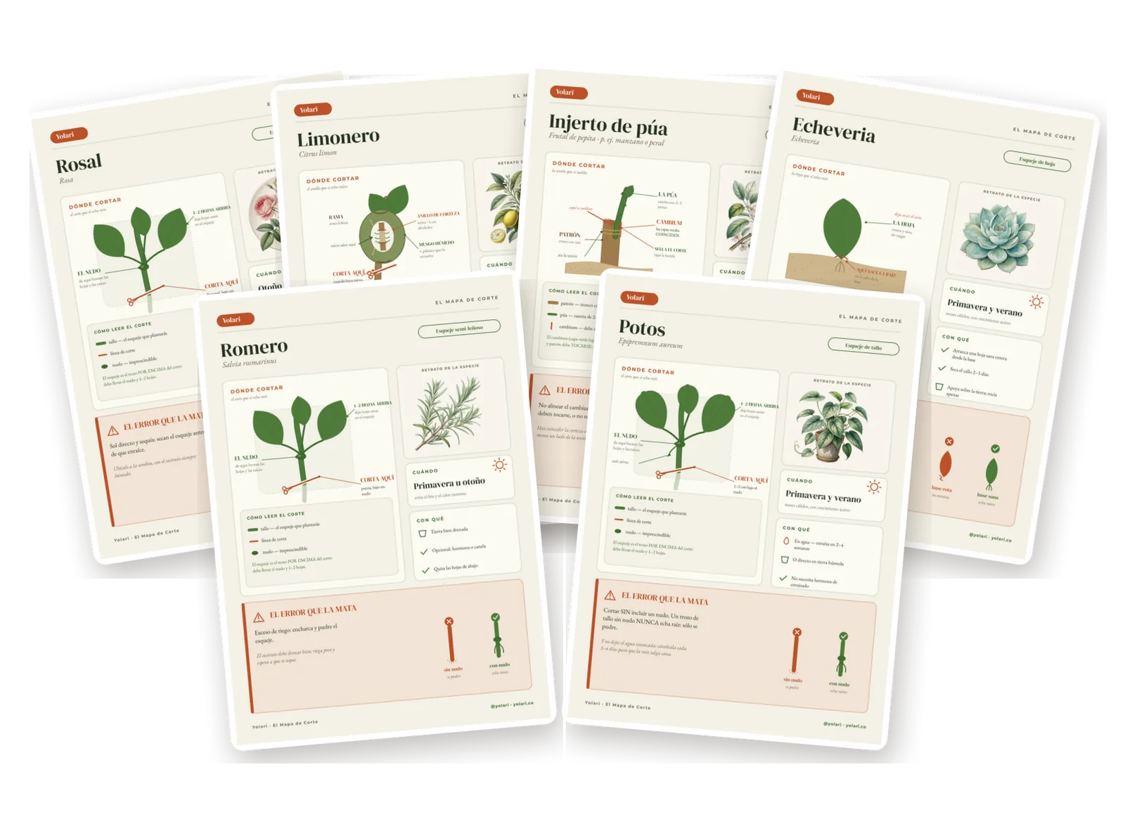 Seis fichas variadas del atlas mostrando amplitud: esqueje de rosa, acodo de limonero, injerto, suculenta de hoja, aromática y planta de interior.