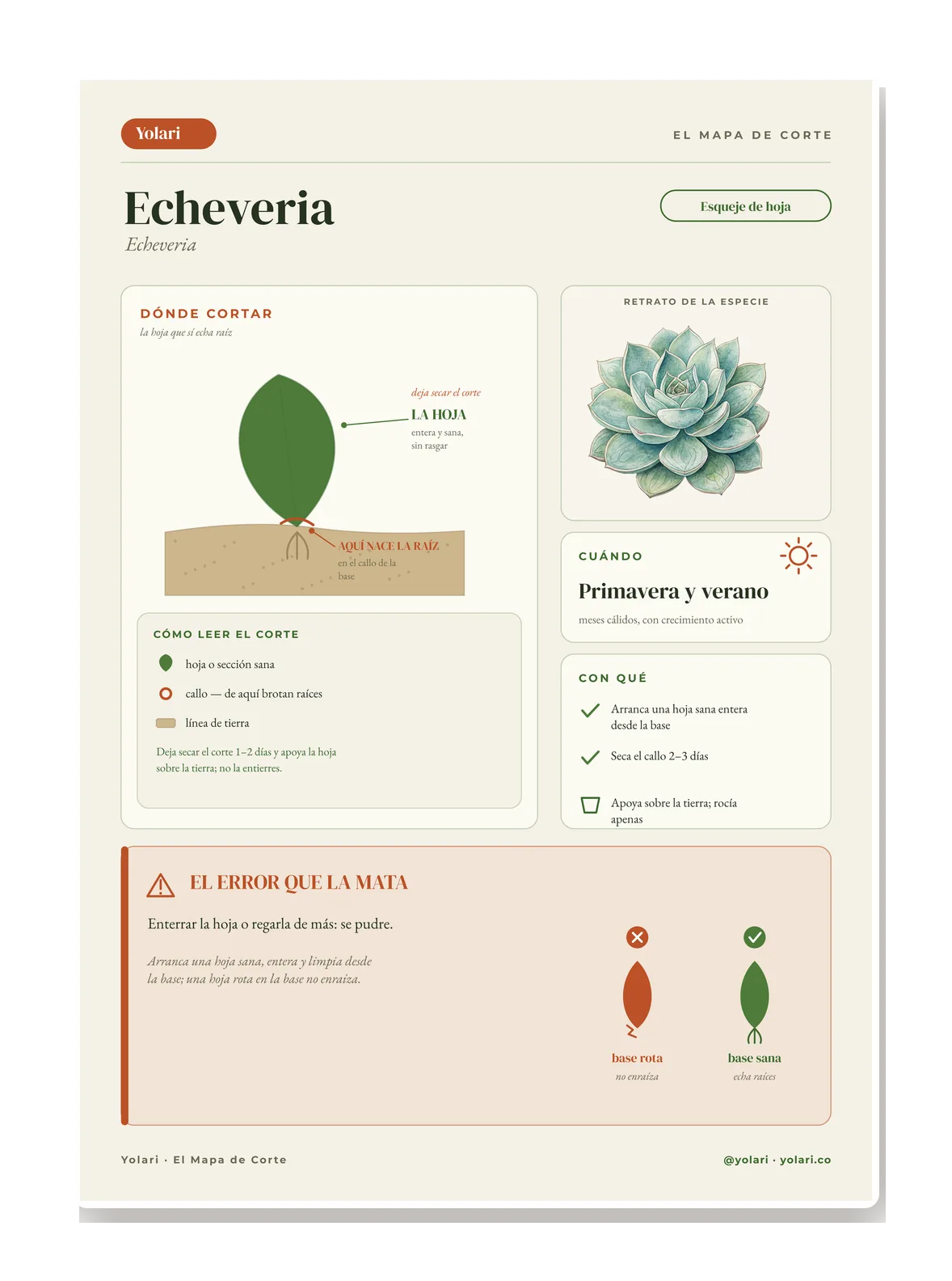 Ficha de una planta popular (suculenta de hoja) con todos los elementos del Mapa de Corte.